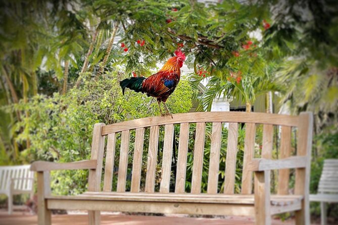 Key West Odyssey: Uncover Island Secrets, Walk by Locals - Key Points