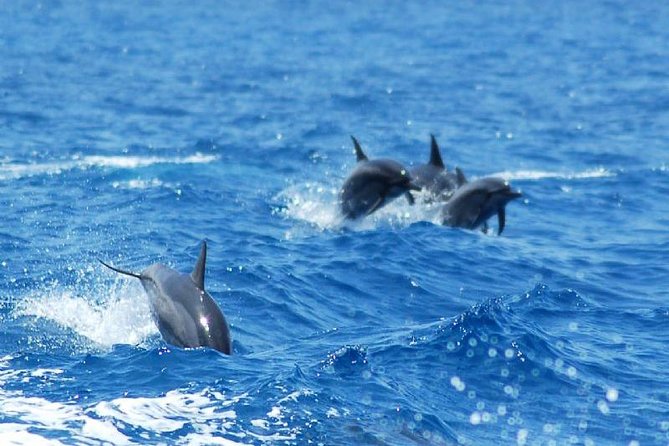 Key West Dolphin and Snorkel Experience - Frequently Asked Questions