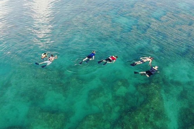 Key West Dolphin and Snorkel Experience - In The Sum Up