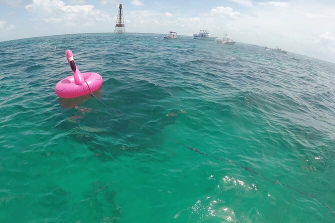 3 Hour Private Snorkeling in Marathon Florida - A Deep Dive into the Marathon Snorkeling Private Tour