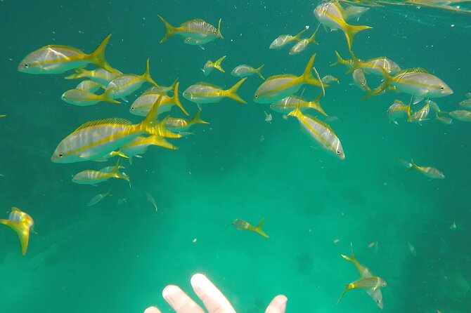 3 Hour Private Snorkeling in Marathon Florida - Key Points