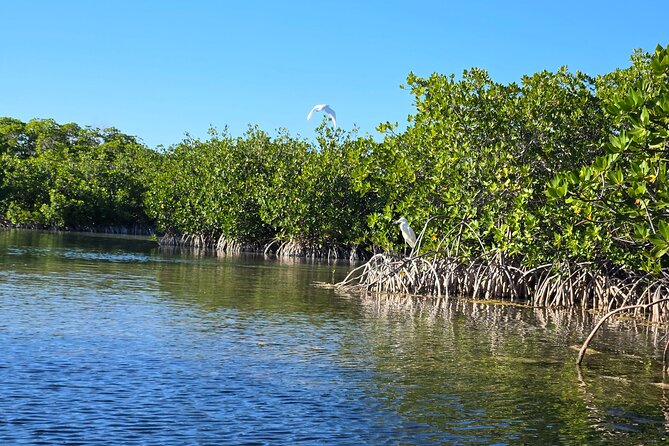 Private Guided Mangrove Eco-Tour Adventure - Final Thoughts: Why Choose This Eco-Tour?