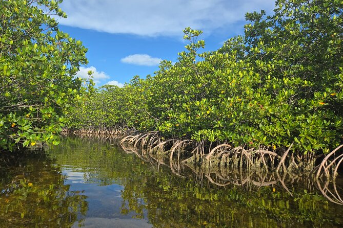 Private Guided Mangrove Eco-Tour Adventure - Key Points