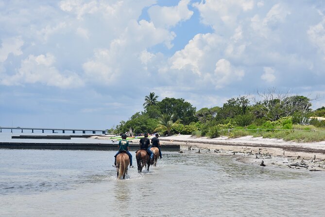 Guided Horseback Riding on The Pristine Waters of Miami Florida - Key Points
