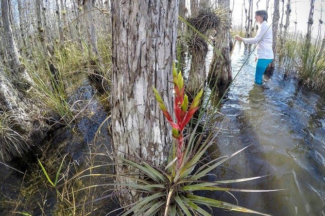 Everglades Tour w/ Biologist Led WET walk + 2 Boat Trips + Lunch! - The Miccosukee Indian Village and River of Grass: Cultural and Natural Highlights
