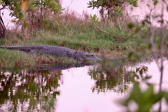 Everglades Airboat, Wildlife Experience and Photo - Final Thoughts