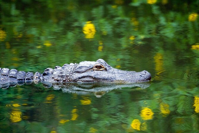 Everglades Airboat, Wildlife Experience and Photo - Key Points