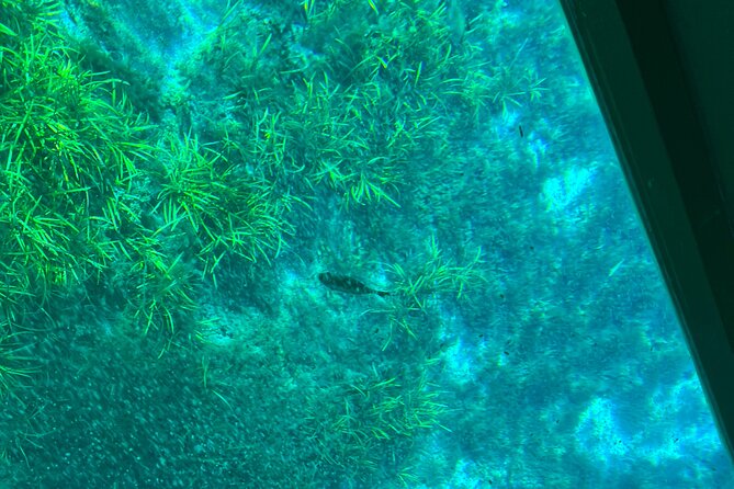 Small Group Silver Springs State Park 1-Day Tour from Orlando - In-Depth: What to Expect on Your Day at Silver Springs