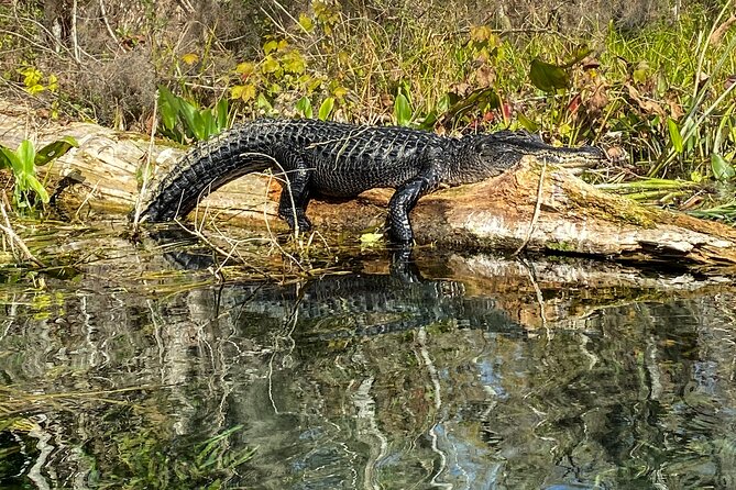 Silver Springs Wildlife Tour - Glass Bottom Kayaks - The Sum Up