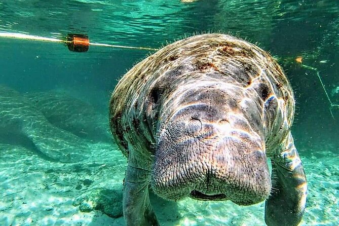 Silver Springs Manatee Kayak Tour - What to Expect from the Itinerary