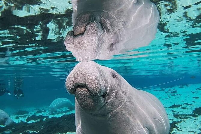 Silver Springs Manatee Kayak Tour - Guide and Group Size