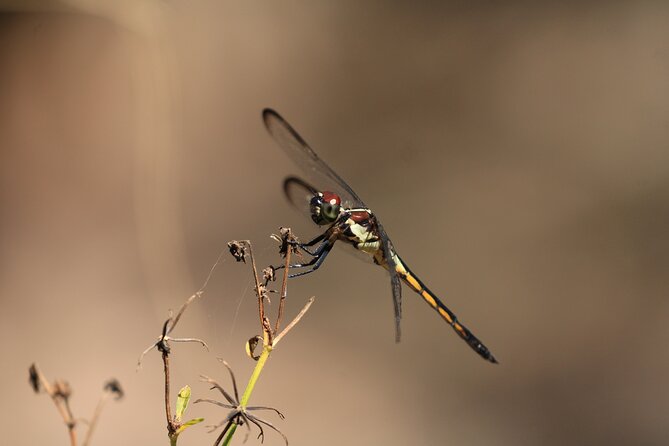 Silver Springs Manatee Kayak Tour - The Sum Up