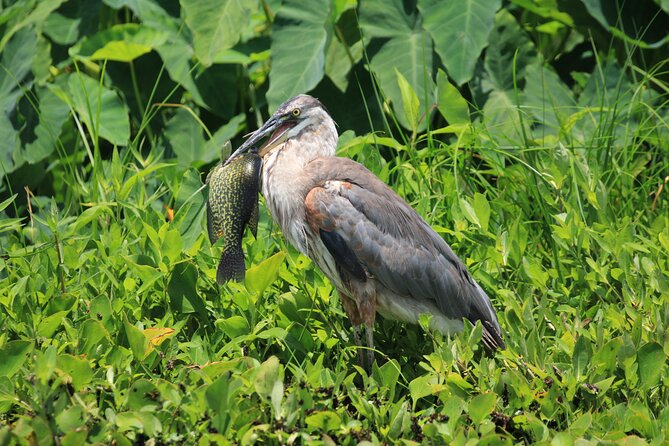 Silver Springs Manatee Kayak Tour - Key Points