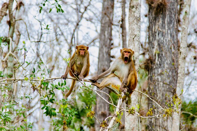 Manatees, Monkeys and Florida Natural Spring Adventure Tour - The Experience: What to Expect