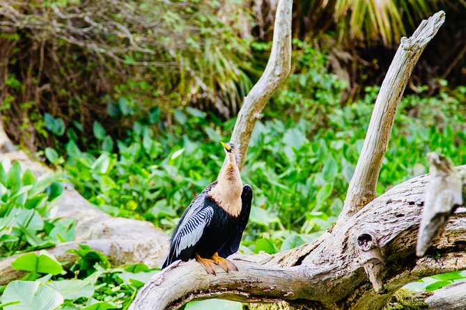 Manatees, Monkeys and Florida Natural Spring Adventure Tour - Frequently Asked Questions