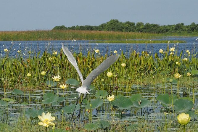 90 Minute Airboat Tour in the Florida Everglades - Key Points