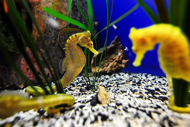 The Florida Aquarium in Tampa General Admission - The Sum Up: Is the Florida Aquarium Worth It?