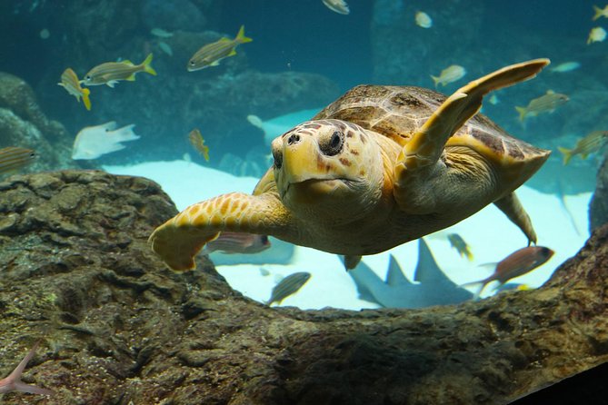 The Florida Aquarium in Tampa General Admission - FAQ