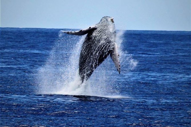 Whale Watch Excursion from the Big Island - The Details That Matter