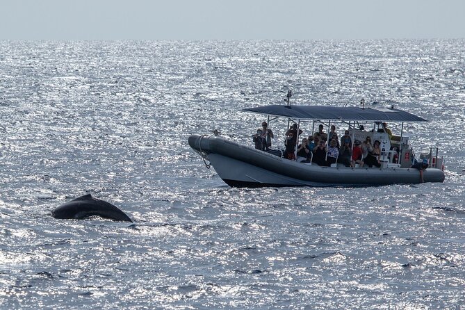 2.5-Hour Whale Watching On A 41' Super-Raft - FAQ