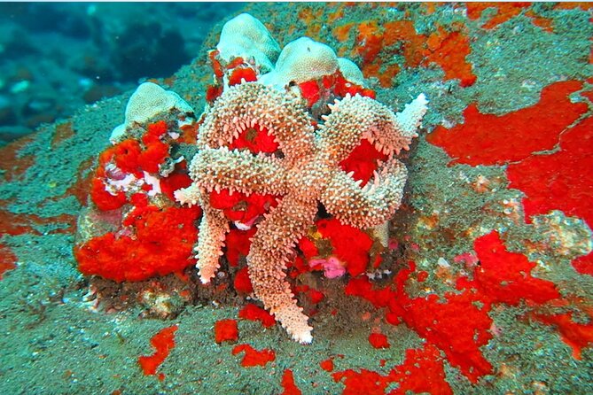 Hilo's Remote Tropical Reef 2 Tank Boat Dive - The Sum Up