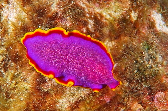 Hilo's Remote Tropical Reef 2 Tank Boat Dive - Who Should Consider This Tour?