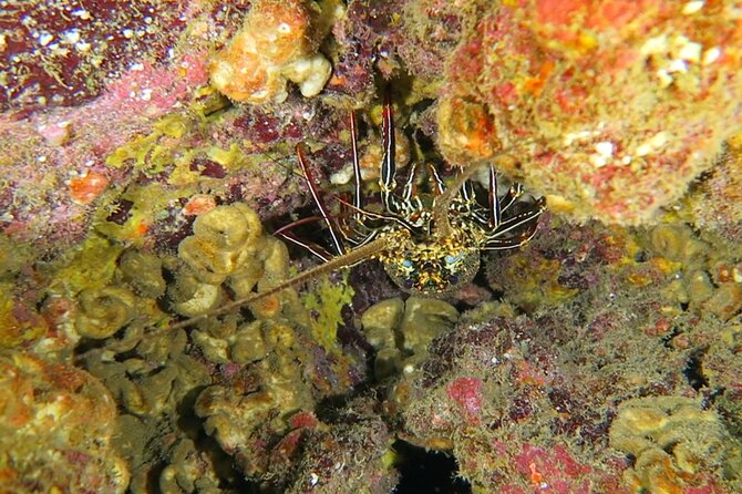 Hilo's Remote Tropical Reef 2 Tank Boat Dive - FAQ