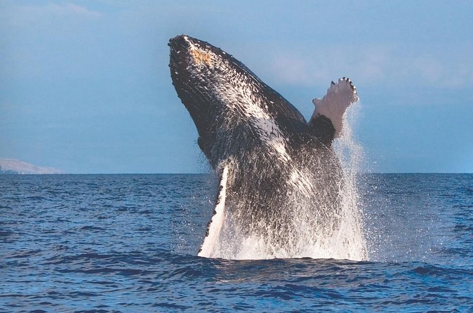 Kona Deluxe Catamaran Whale Watch - Frequently Asked Questions