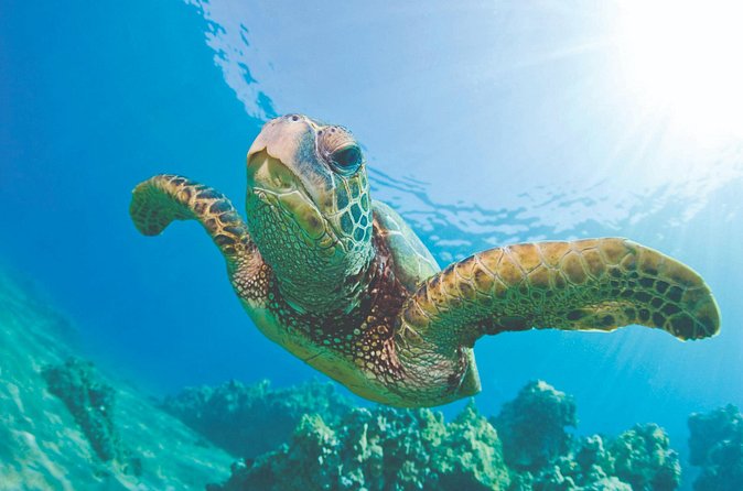 Waikoloa Turtle Catamaran Snorkel Sail - The Sum Up