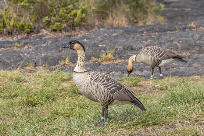 Private Guided Kilauea Volcano Tour - Kilauea Iki Trail and Devastation