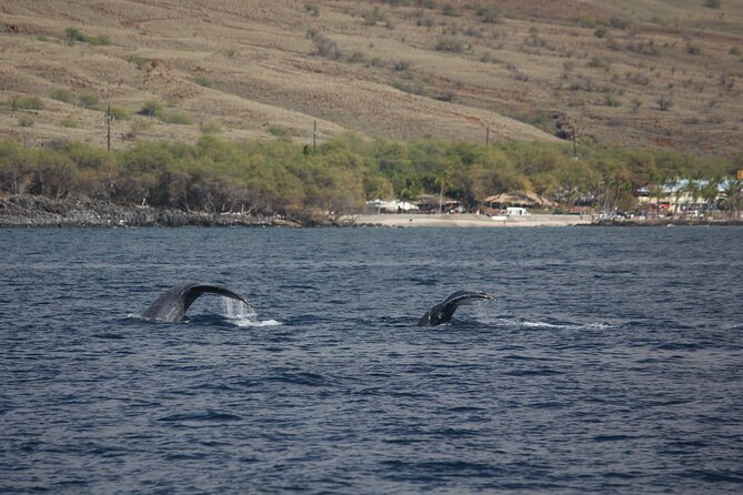 Sunset Whale Watching Shared Activity - Who Will Love This Experience?