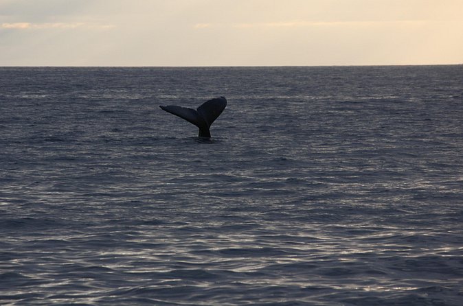 Sunset Whale Watching Shared Activity - FAQ