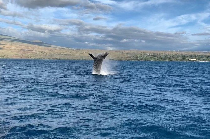 Sunset Whale Watching Shared Activity - Final Thoughts