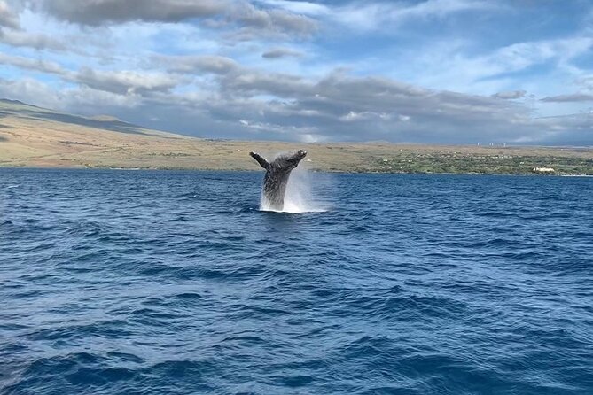 Sunset Whale Watching Shared Activity - An Authentic Sunset Whale Watching Experience on the Big Island