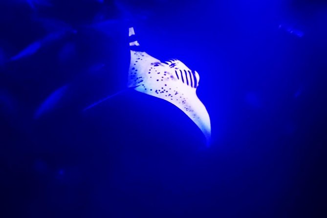 Manta Ray Night Snorkel in Kona - Manta Ray Night Snorkel in Kona: A Deep Dive into an Unforgettable Experience