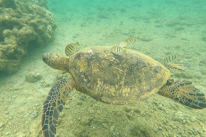 Sensational Sea Scooter Rentals - Frequently Asked Questions