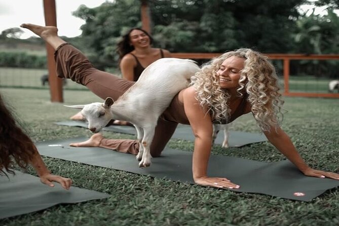 Private Event Goat Yoga Class - Final Thoughts: Why You’ll Love It