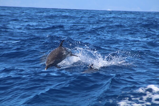 2 Hour Maui Dolphin Watch Sightsee Raft Tour (Semi-Private) - The Itinerary: What to Expect on This Maui Dolphin Watch Tour