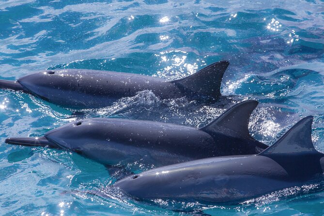 2 Hour Maui Dolphin Watch Sightsee Raft Tour (Semi-Private) - Practical Tips for Booking and Enjoying