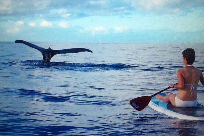 Private Paddleboard (SUP) Whale Watch: All Skill Levels Welcome - The Natural Beauty and Wildlife Encounters