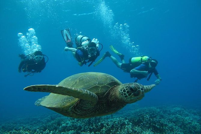 Beginner Scuba Dive in Lahaina: Swimming Required - Key Points