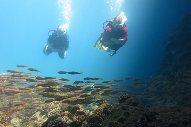 Beginner Scuba Dive in Lahaina: Swimming Required - FAQs