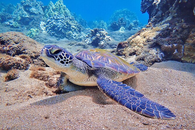 Private and Personalized Scuba Diving Adventures for All Experience Levels - A Deep Dive into Your Maui Ocean Adventure