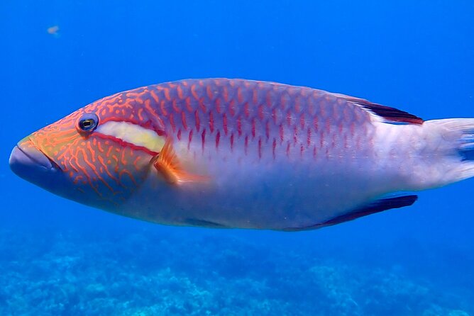 Private and Personalized Scuba Diving Adventures for All Experience Levels - Frequently Asked Questions