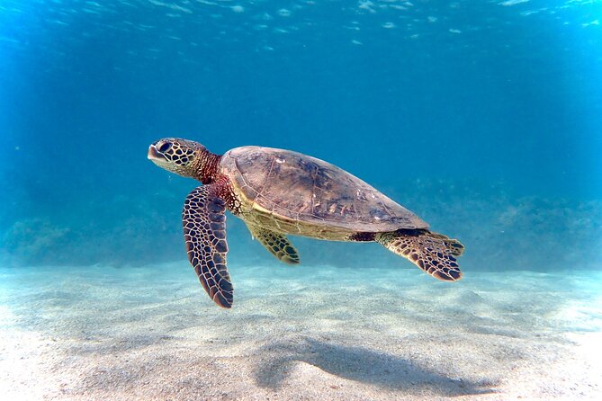 Private and Personalized Scuba Diving Adventures for All Experience Levels - Exploring Maui’s Underwater World with a Personal Touch