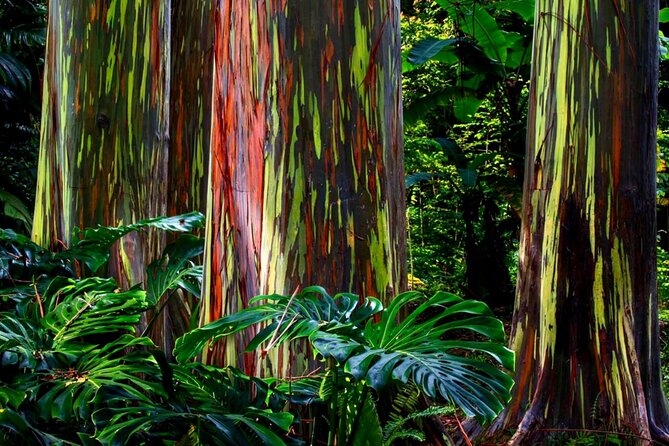 Small Group Road to Hna Tour 6 to 8 passengers - Final Thoughts: Who Will Love This Tour?