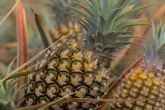 Maui Pineapple Farm Tour in Haliimaile - Who Should Do This Tour?