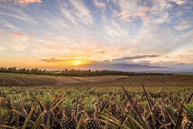 Maui Pineapple Tour: Farm and Feast Experience - A Detailed Look at the Maui Pineapple Farm and Feast Experience