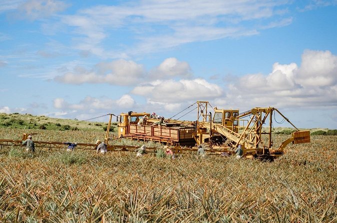 Maui Pineapple Tour: Farm and Feast Experience - FAQs