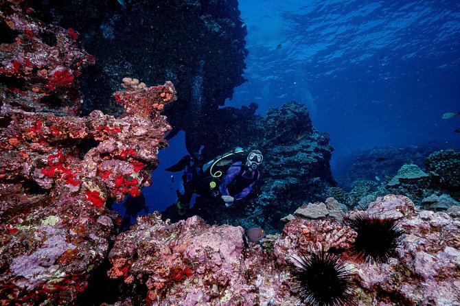 2 Tank Lanai Cathedral Scuba Dive Via Boat for Certified Divers - Marine Life and Visibility